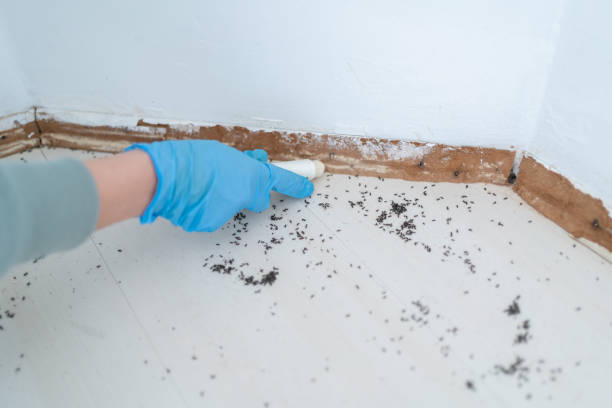 Best Termite Control Services  in Cedar Grove, WI